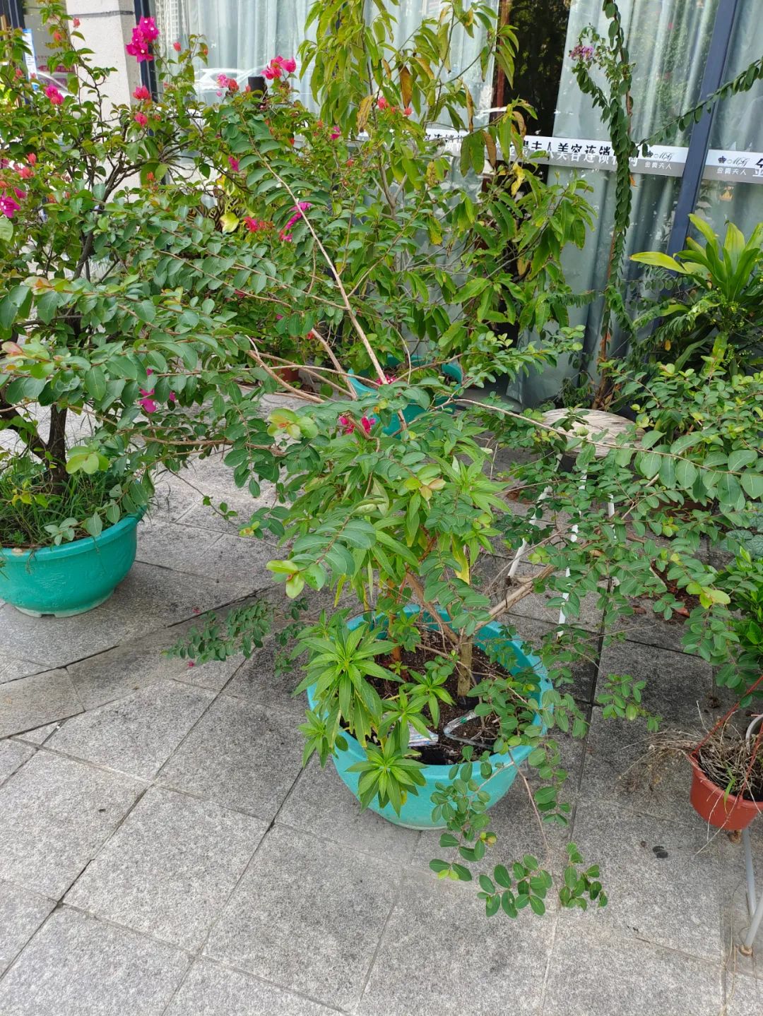 买到黄泥土种的花怎么办,买到黄泥巴裹根的花怎么办