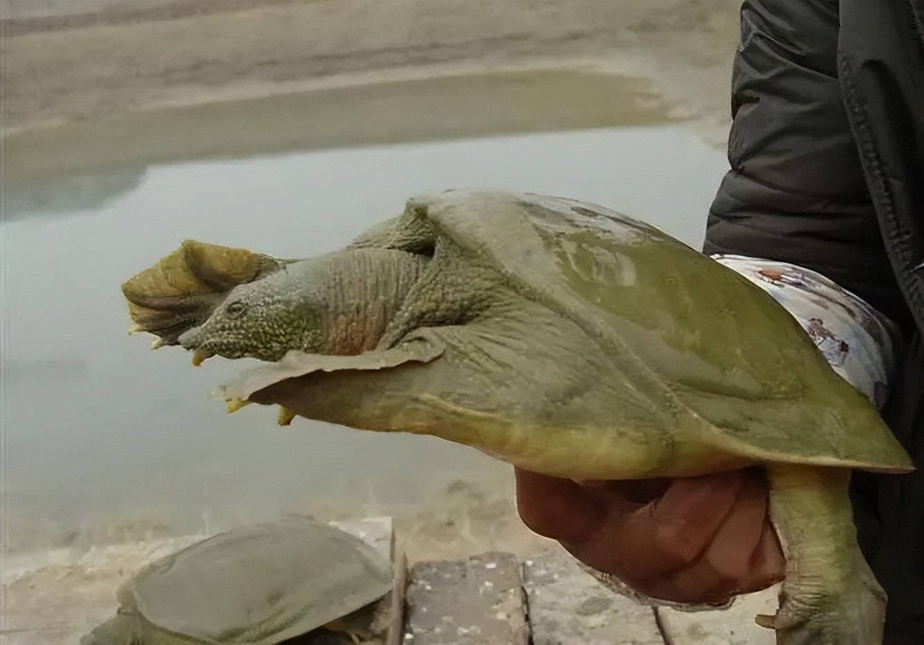 真正属于鱼的动物是,三种动物有鱼但不属于鱼类