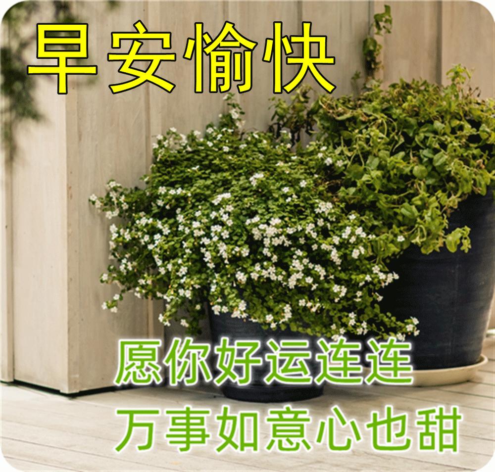 早上好最漂亮问候语动态表情图片,最美早安问候图片带字动态