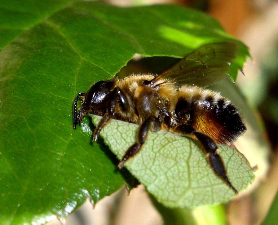 不想用农药治蚜虫见效快,不想种的花草怎么处理