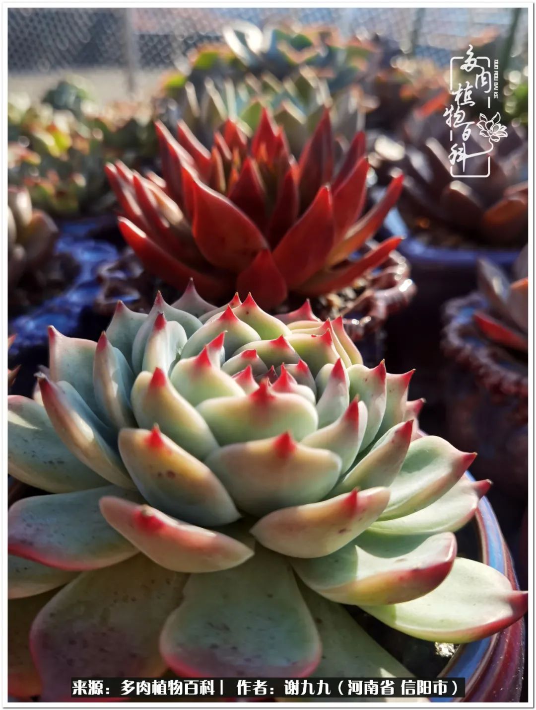 与多肉植物在一起的感怀,与多肉同行