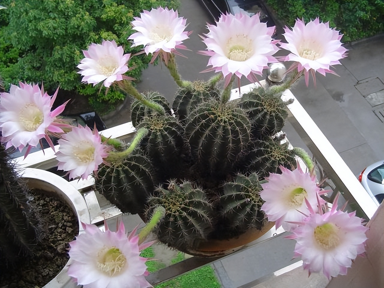 适合懒人在家养的10种花,户外适合懒人养的10种花