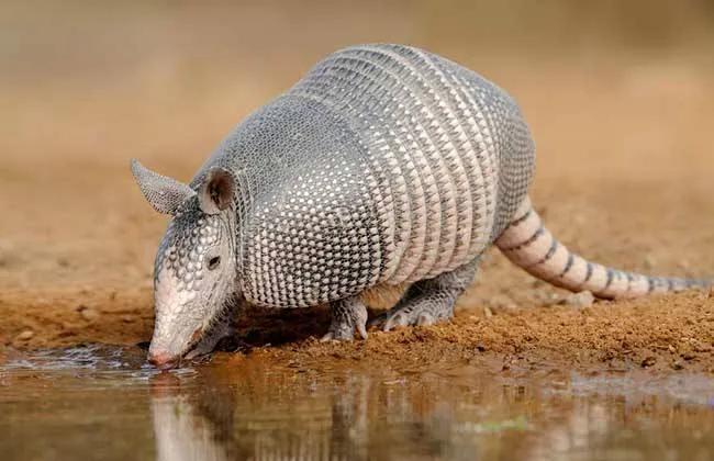 阿根廷的球迷为什么这么多,阿根廷球迷为什么那么多