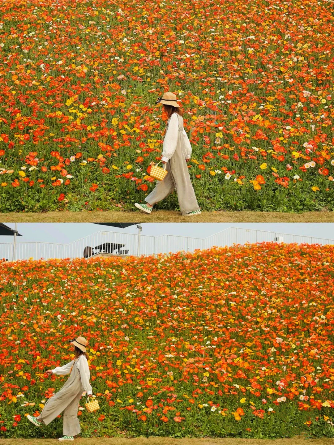 成都白绣球花美景,春天必打卡的樱花海棠花胜地