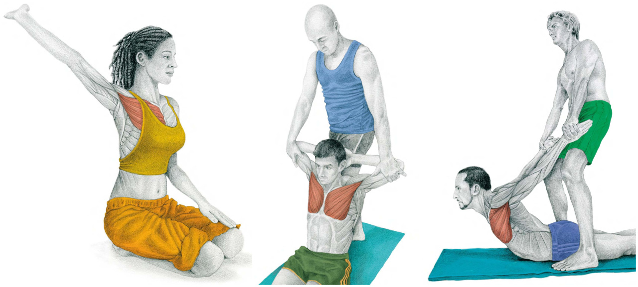 胸大肌紧绷不舒服怎么调理,胸大肌紧绷是什么原因