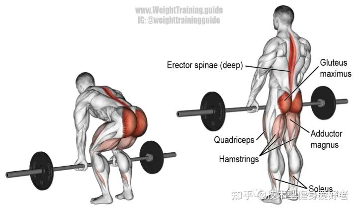 学会3个健身方法一个月练出肌肉,新手健身怎么练基础肌肉动作
