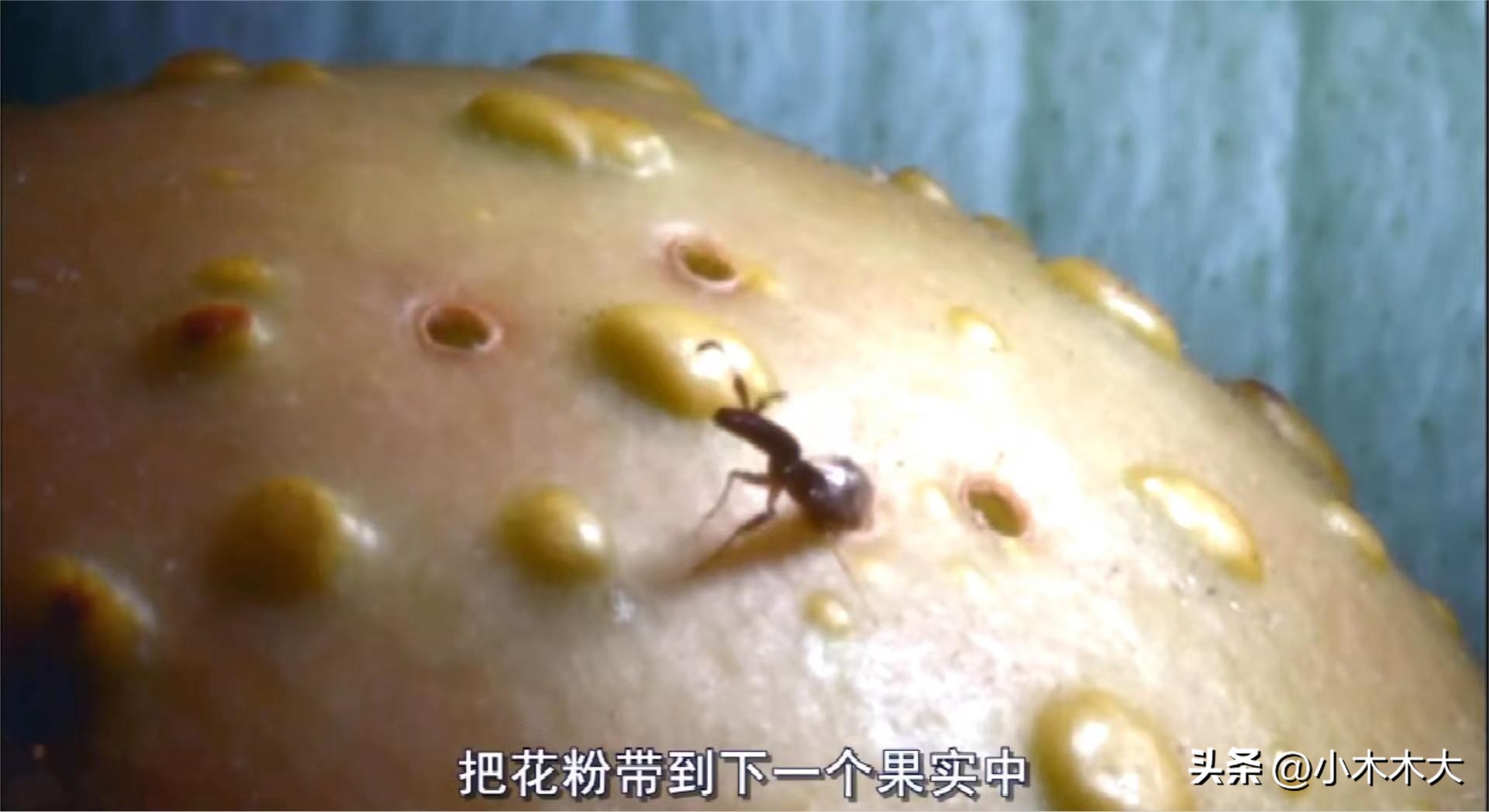 走进果实的世界我发现了什么,走进无花果的世界