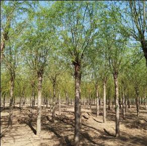 柳树七月份扦插育苗可以成活吗,柳树扦插育苗