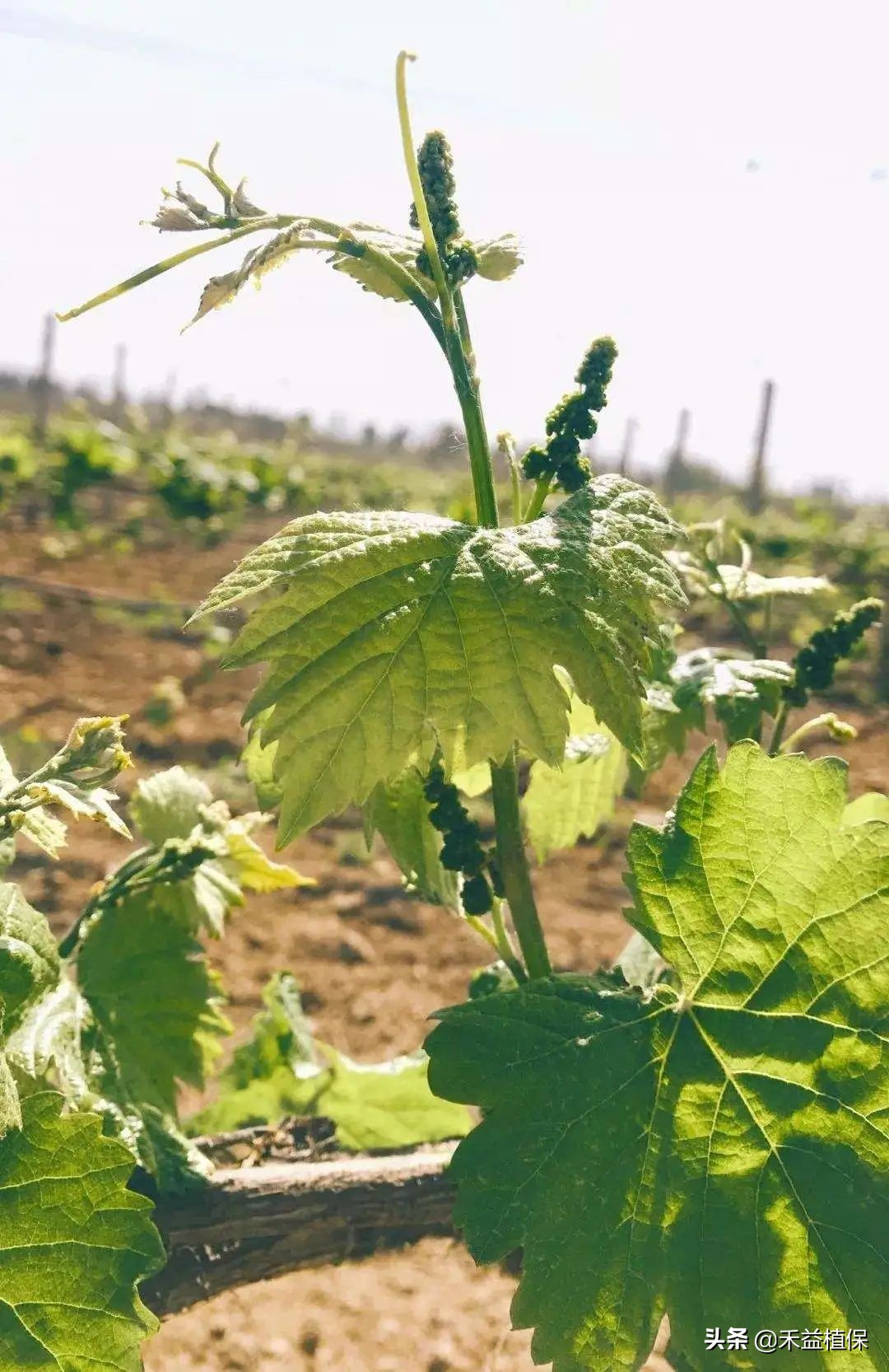 种植葡萄怎么摘心,葡萄摘心的正确方法巨峰葡萄