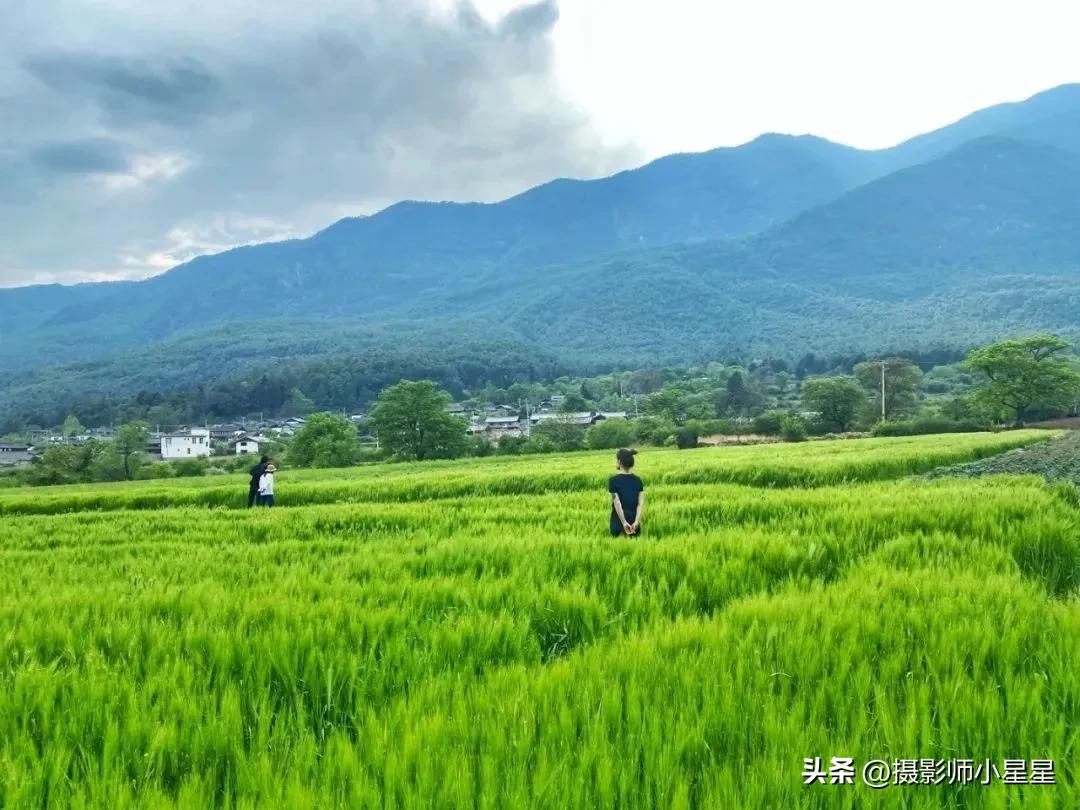 夏天绿色之美,夏天的绿色之美