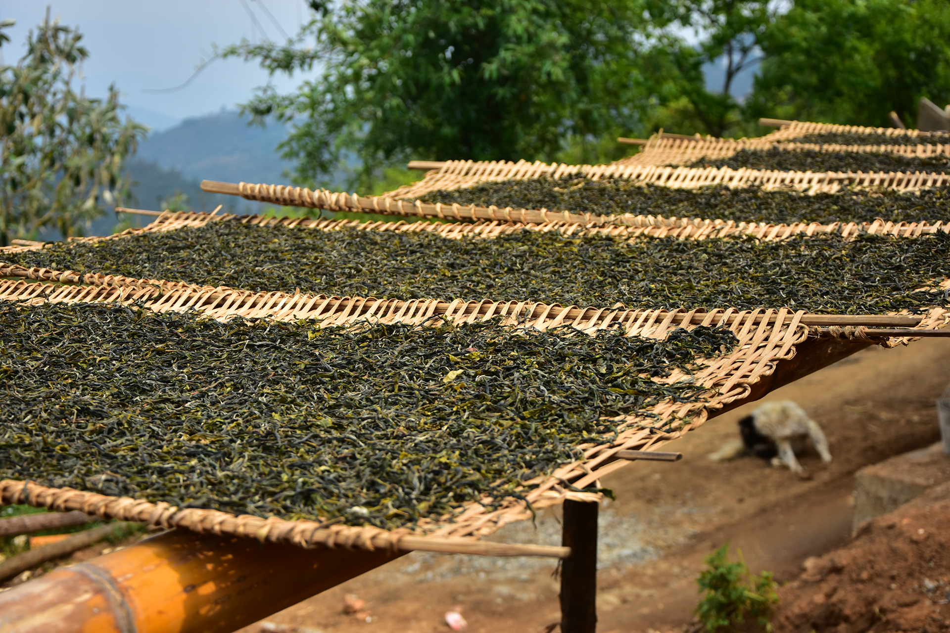 200的茶叶是如何在网店变成2000的,为什么仍说:不赚钱?