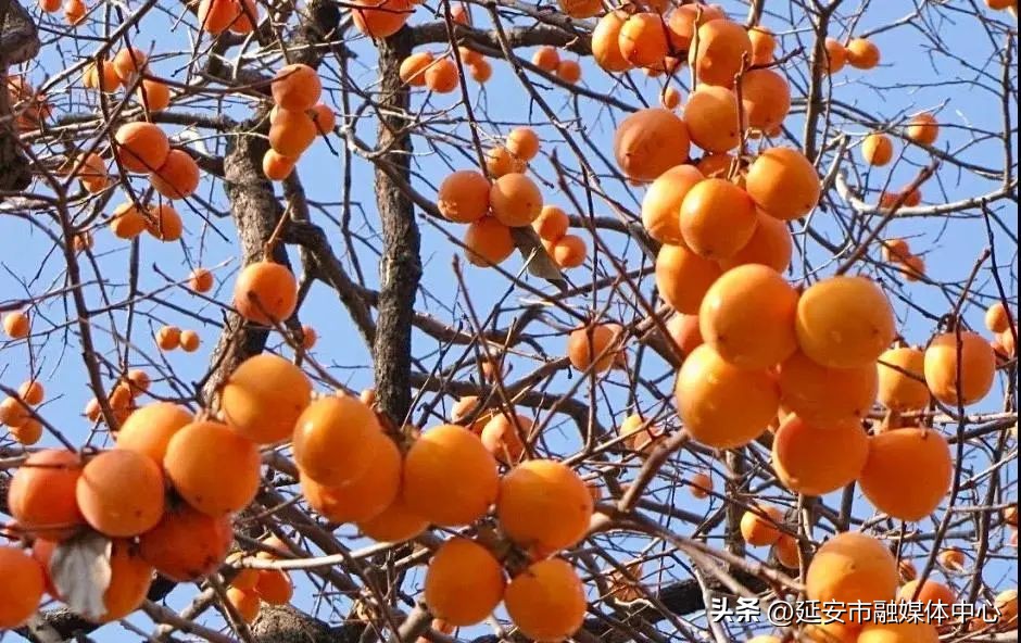 陕西宾馆迎来最佳观花赏景季节,陕西宾馆内景色
