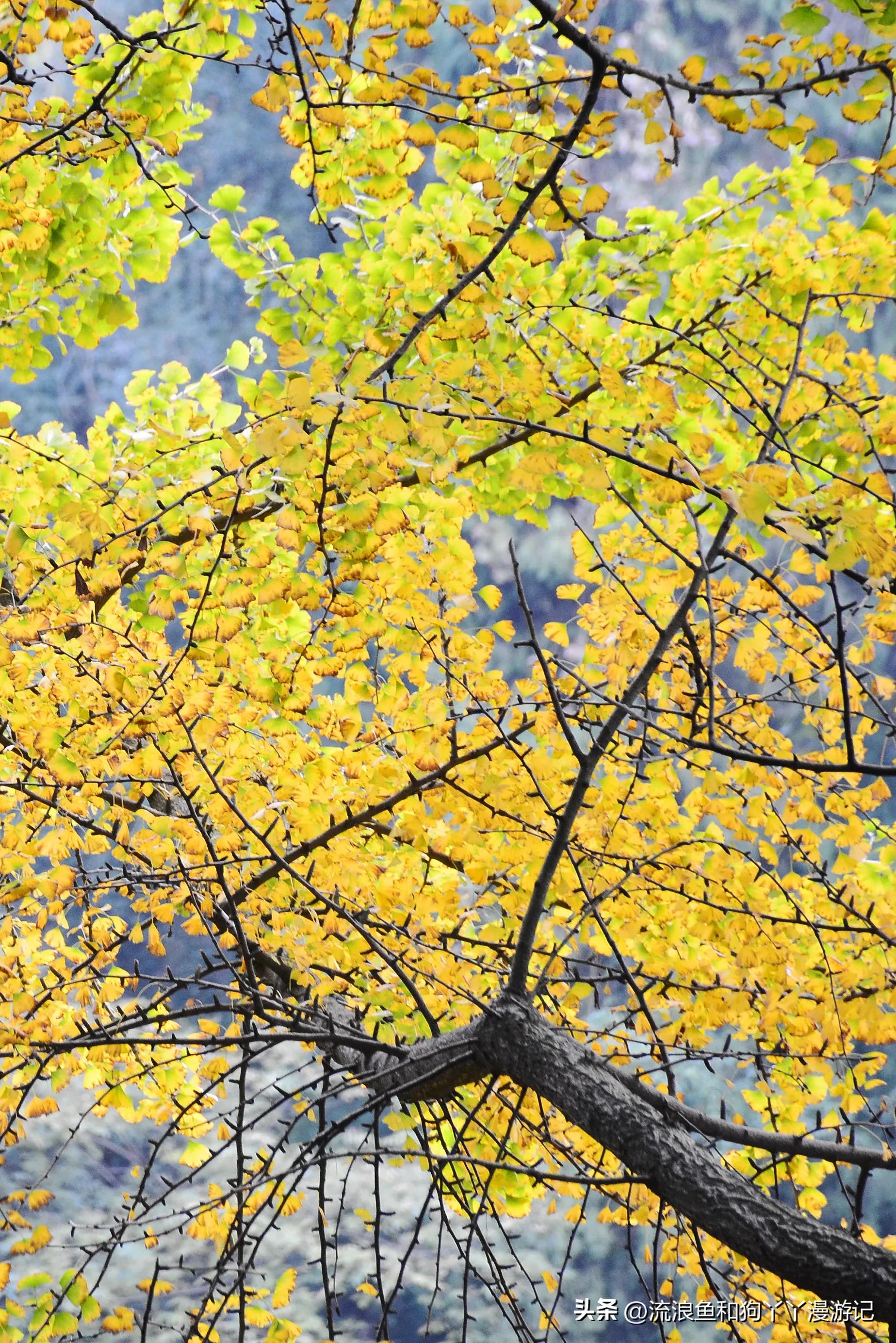 四月份成都近郊一日游好去处,2022成都近郊看雪一日游最佳去处