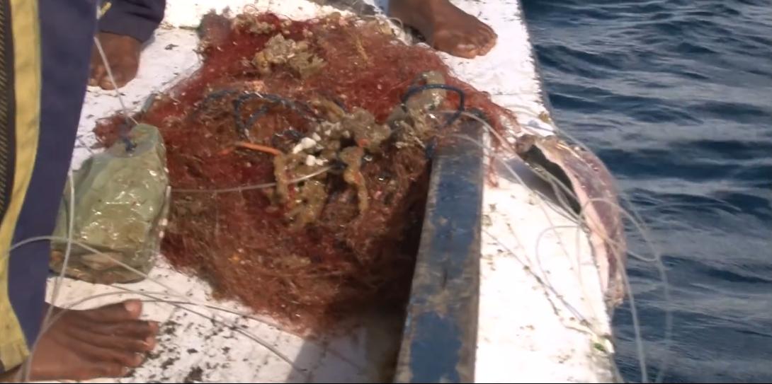 渔民捕获虎鲨,真实渔民钓到的虎鲨