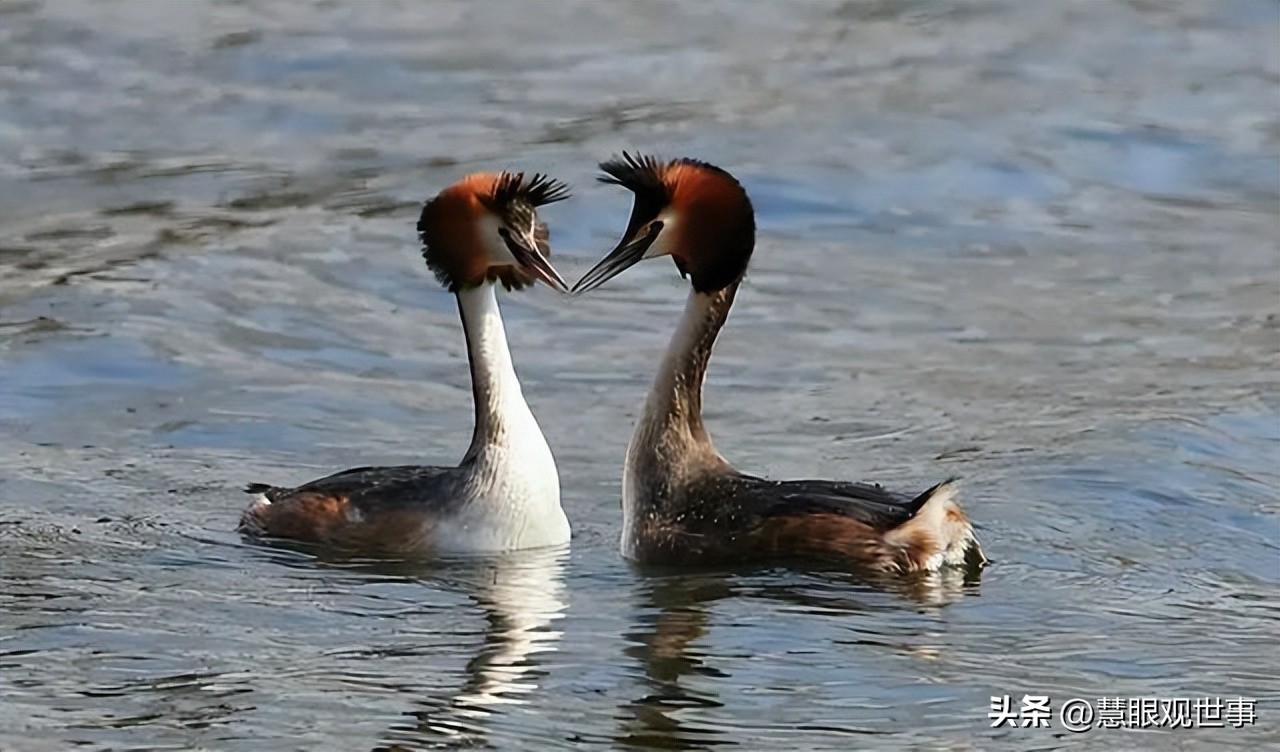 中高考必考古诗词,中高考必背古诗词朗诵
