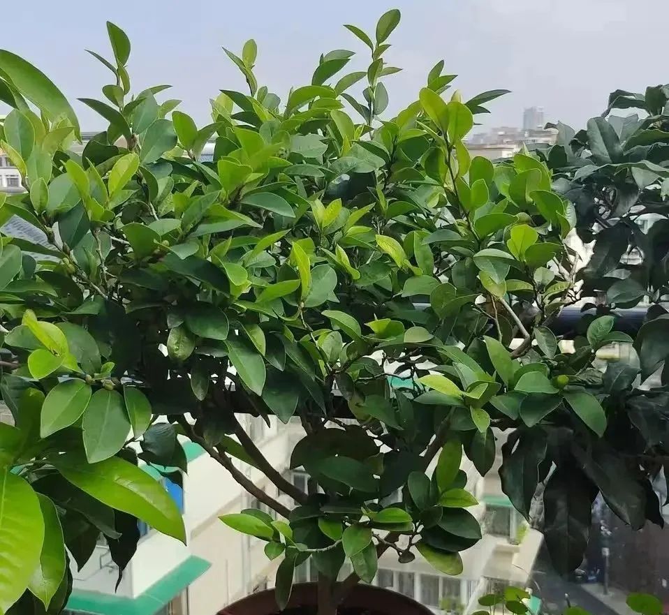 增湿除甲醛绿植,除甲醛好养的绿植有哪些