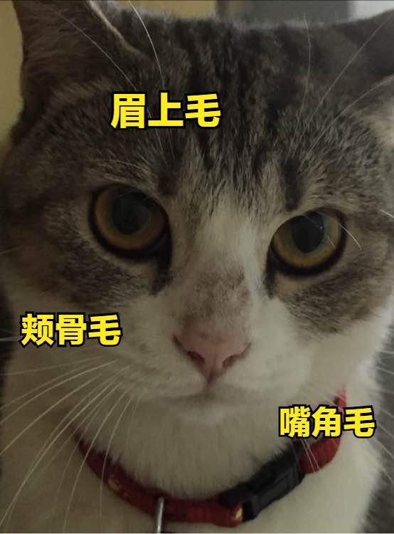猫主子的进化史,猫主子的金刚狼爪