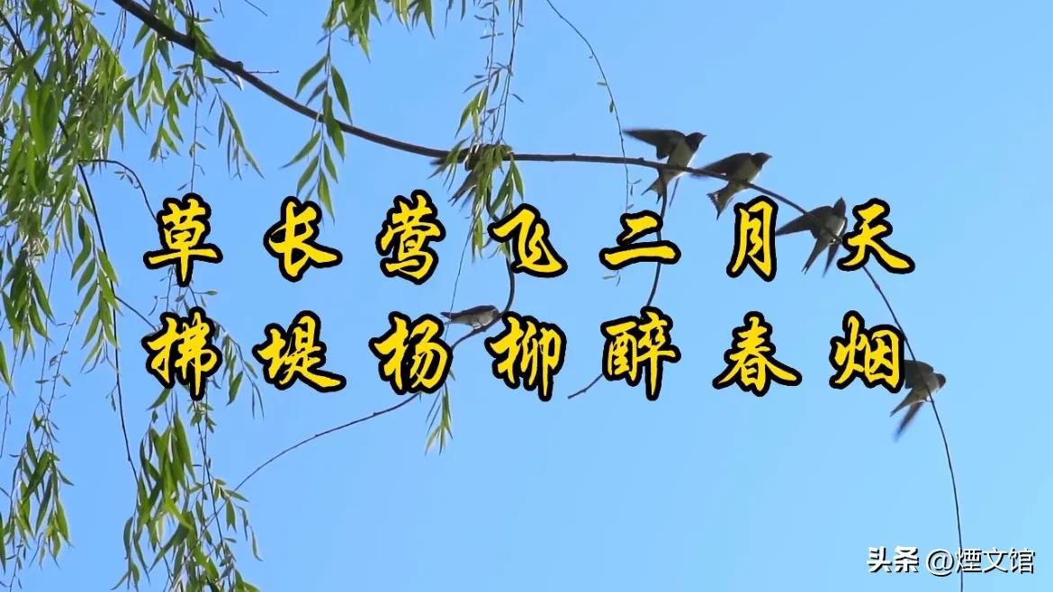 早春二月草长莺飞杨柳醉,村居早春二月
