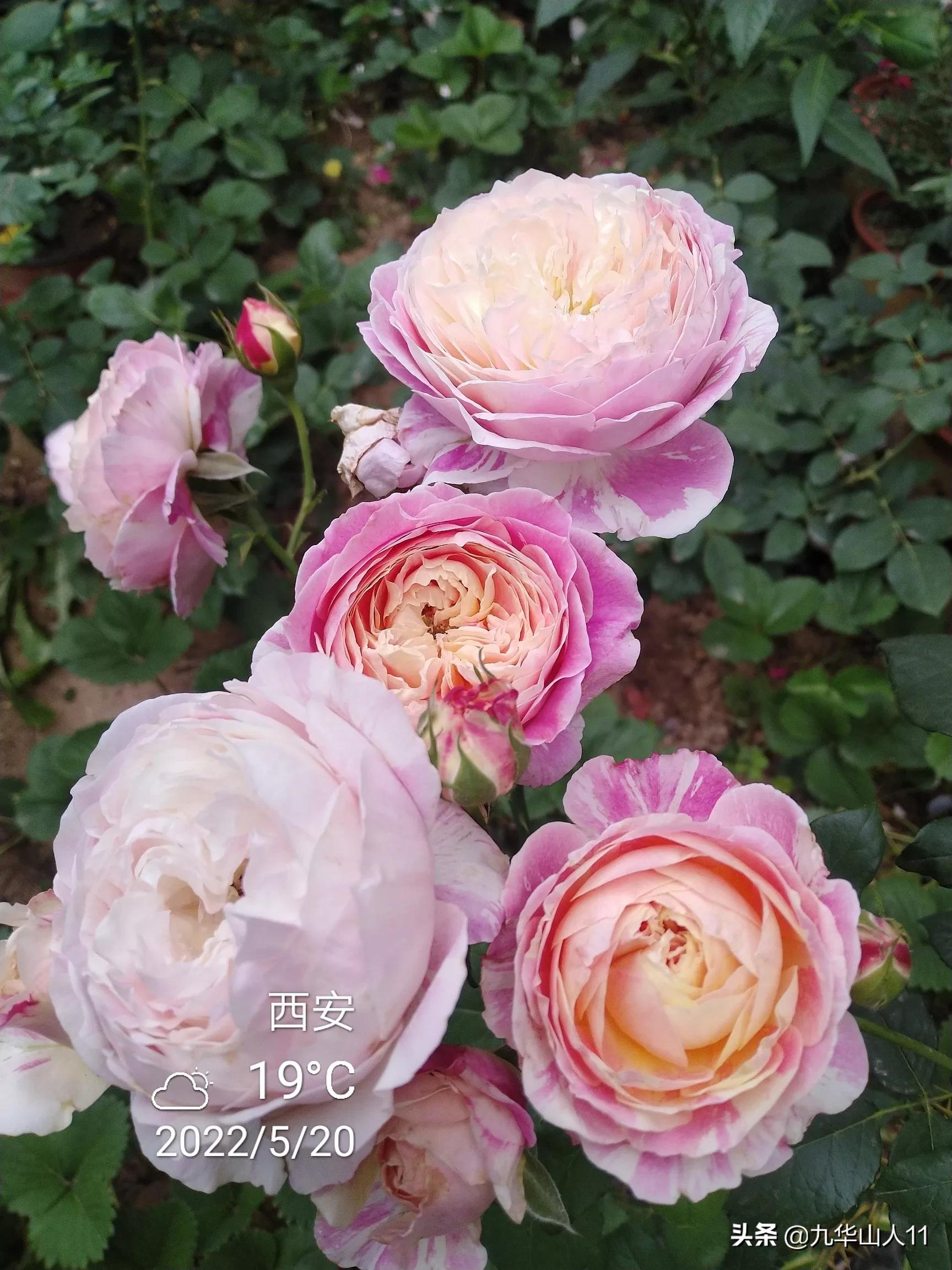 大花浓香勤花的月季品种,大花月季品种介绍大全图片及价格