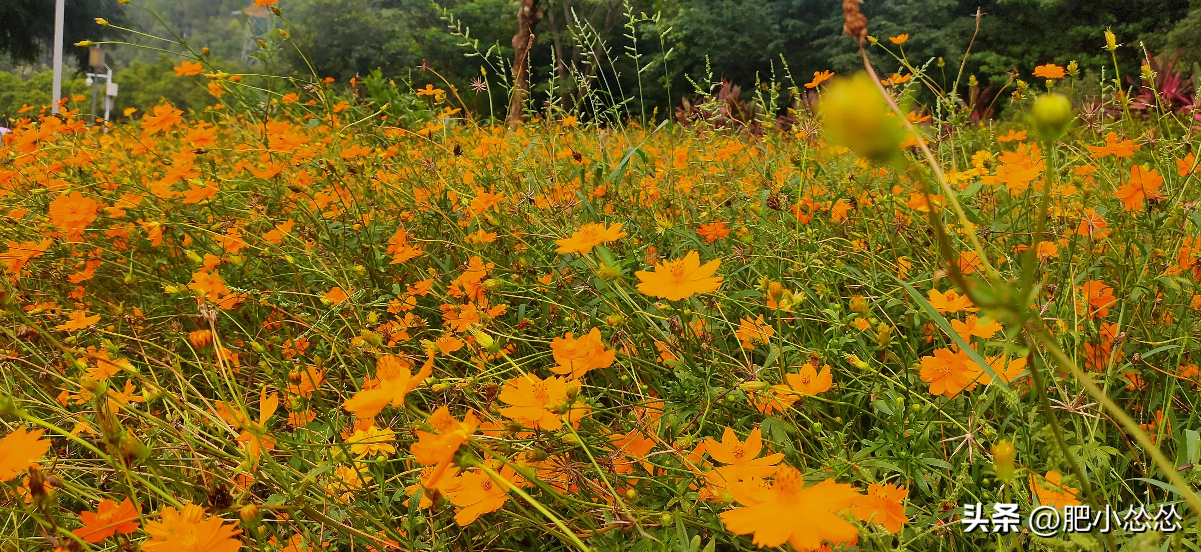 广州顺德攻略,广州去顺德的最佳路径