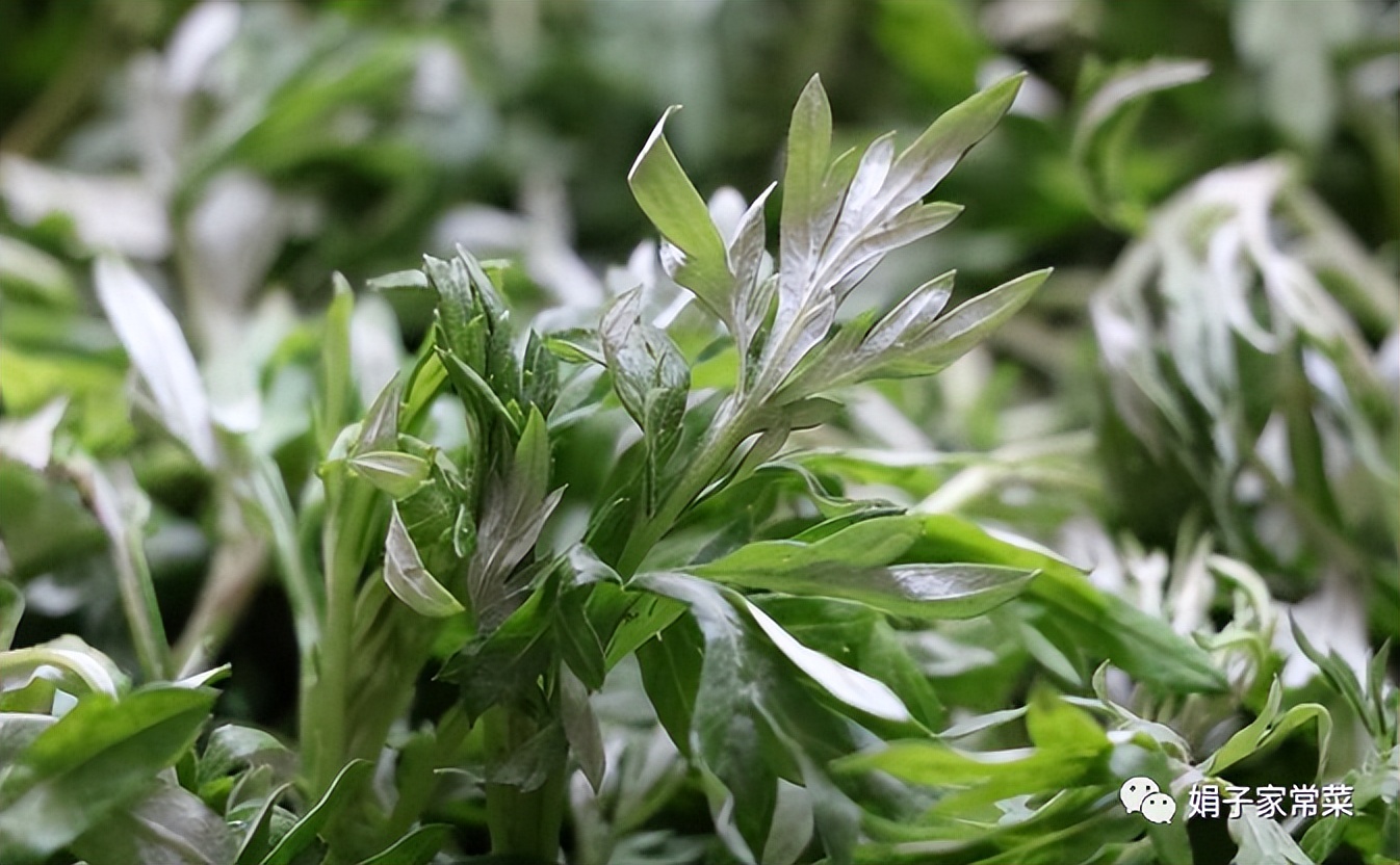 端午节挂艾草的讲究禁忌,端午挂艾草有什么讲究南方