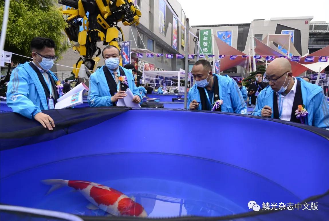 日本进口锦鲤多少钱一只,日本锦鲤品种及价格表