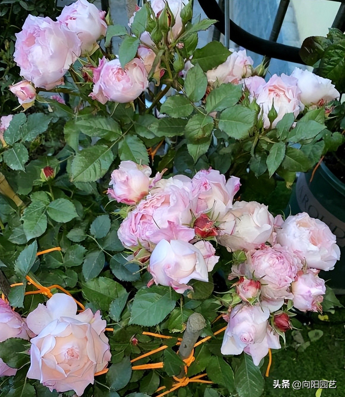 常见植物有毒不适合室内养殖,家里养不死的大型植物