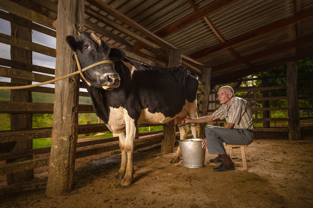 过期牛奶洗头发的危害,过期牛奶饮品的危害