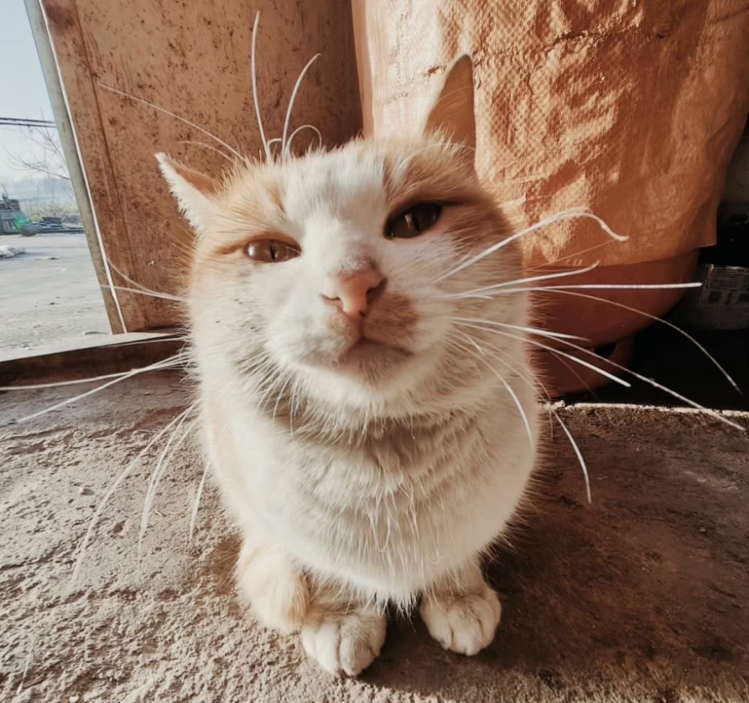 一加ace2真实使用感受个人,一加ace2不卡