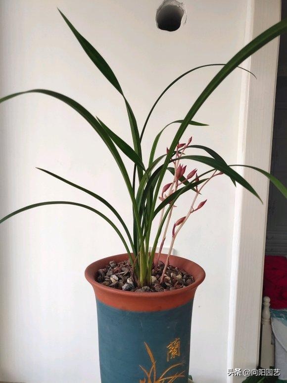 兰花淋雨叶片发黑怎么办,兰花淋雨可以代替浇水吗