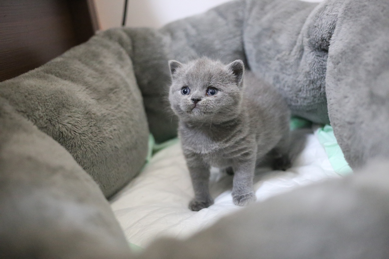 第一次养猫应该怎么选猫,养了7只猫咪