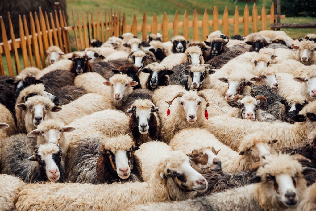 牛羊腿瘸怎么样治疗,羊后腿瘸肿得特别厉害怎么办