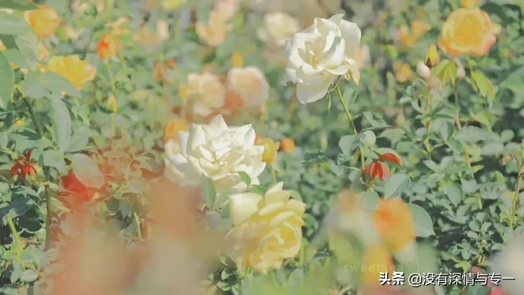 “我啊！高中那年，吃过同桌的醋！”