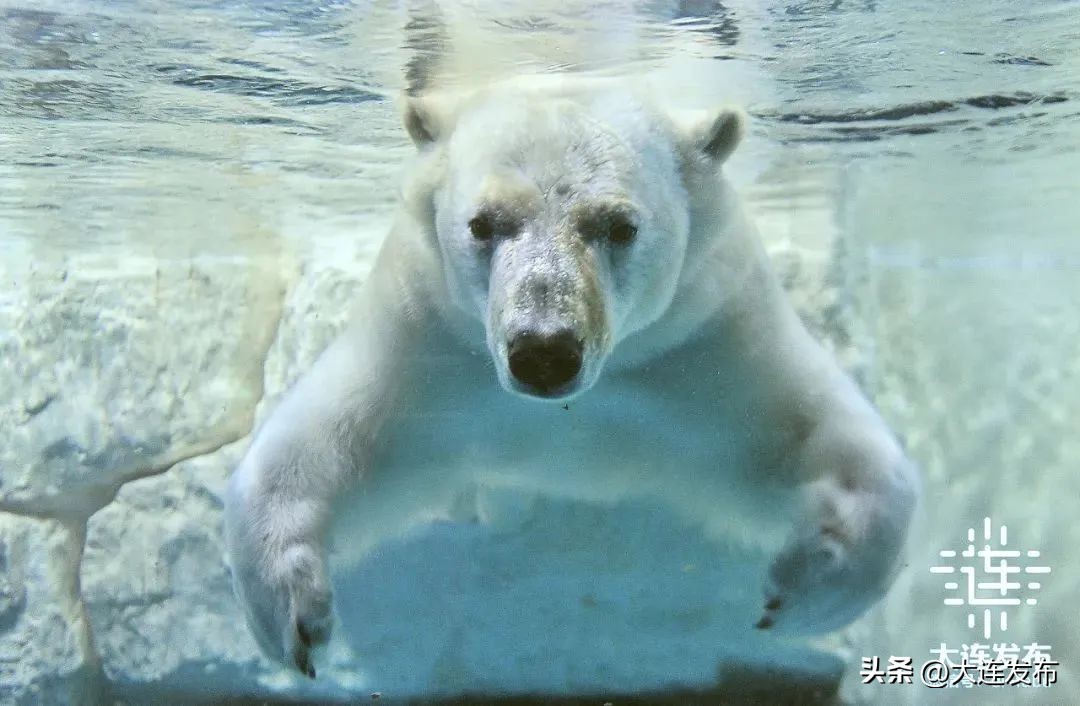 大连可以洗澡的海滩,大连既可以赶海又能洗海澡