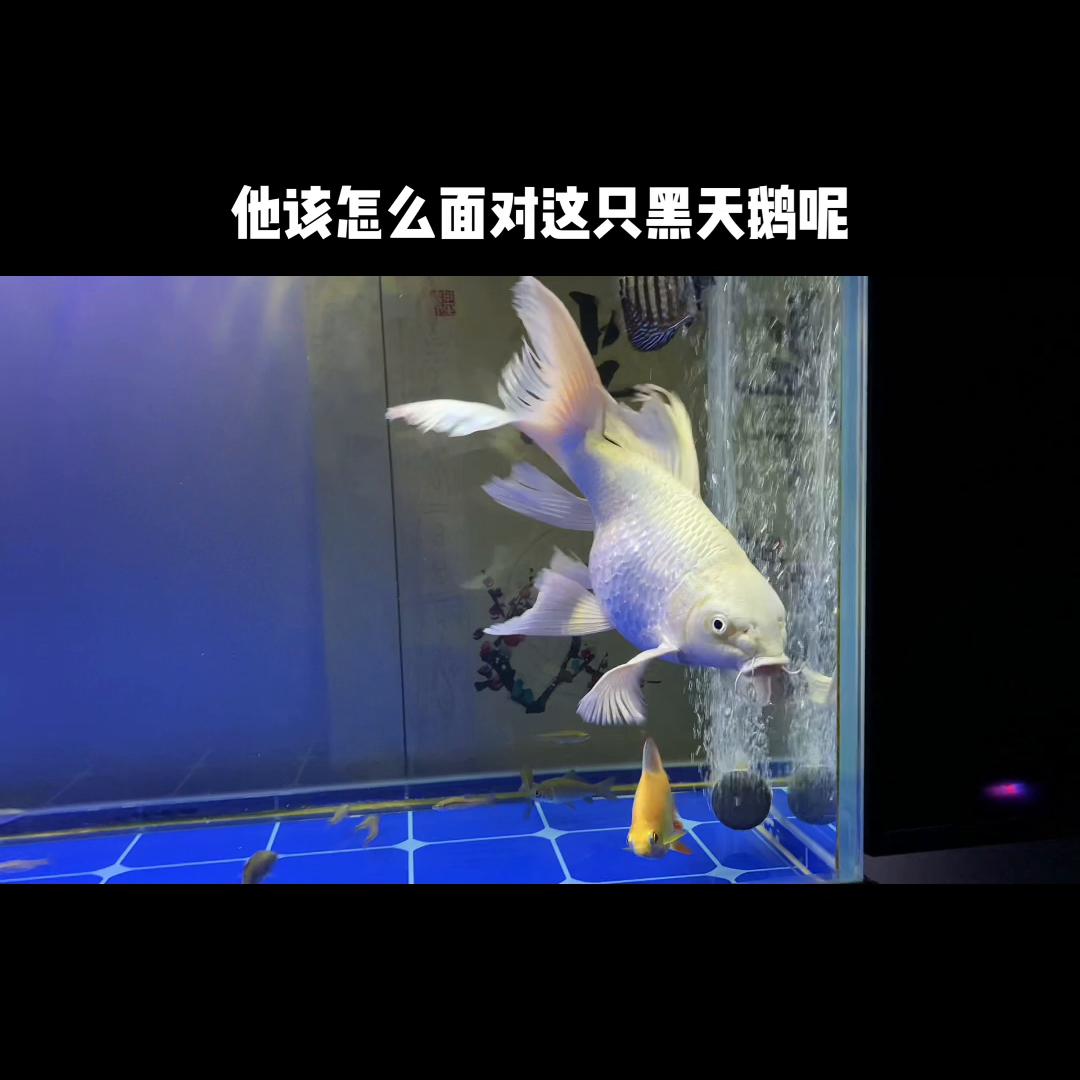 黑天鹅歌曲,黑天鹅事件最新消息