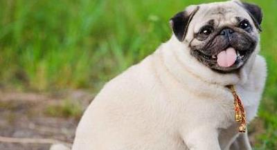 狗狗槟榔上瘾怎么办,怎么消除狗狗的戒心