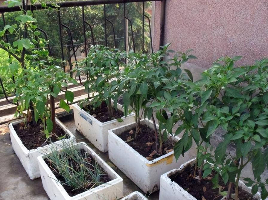 泡沫箱种菜有毒吗会不会致癌,泡沫箱种菜有毒是真的吗