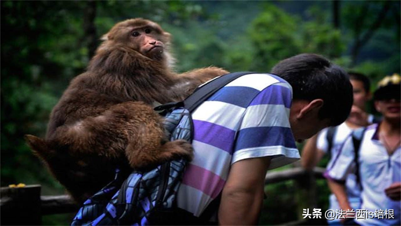 多家药企疯狂囤猴,多家龙头药企疯狂囤猴blog