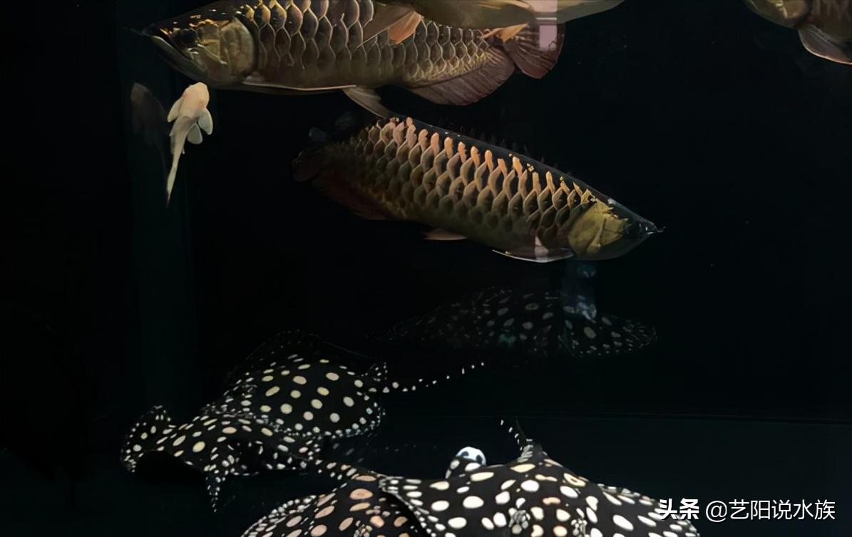 龙鱼和什么鱼混养最佳搭配,龙鱼混养该配什么鱼好看