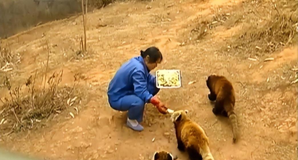 大猩猩减肥,红毛大猩猩减肥