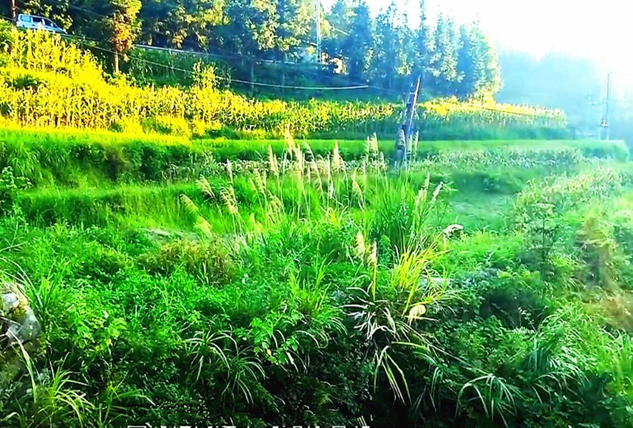 外地老板投资100万建拦河坝每年可赚80万，为何关闭？