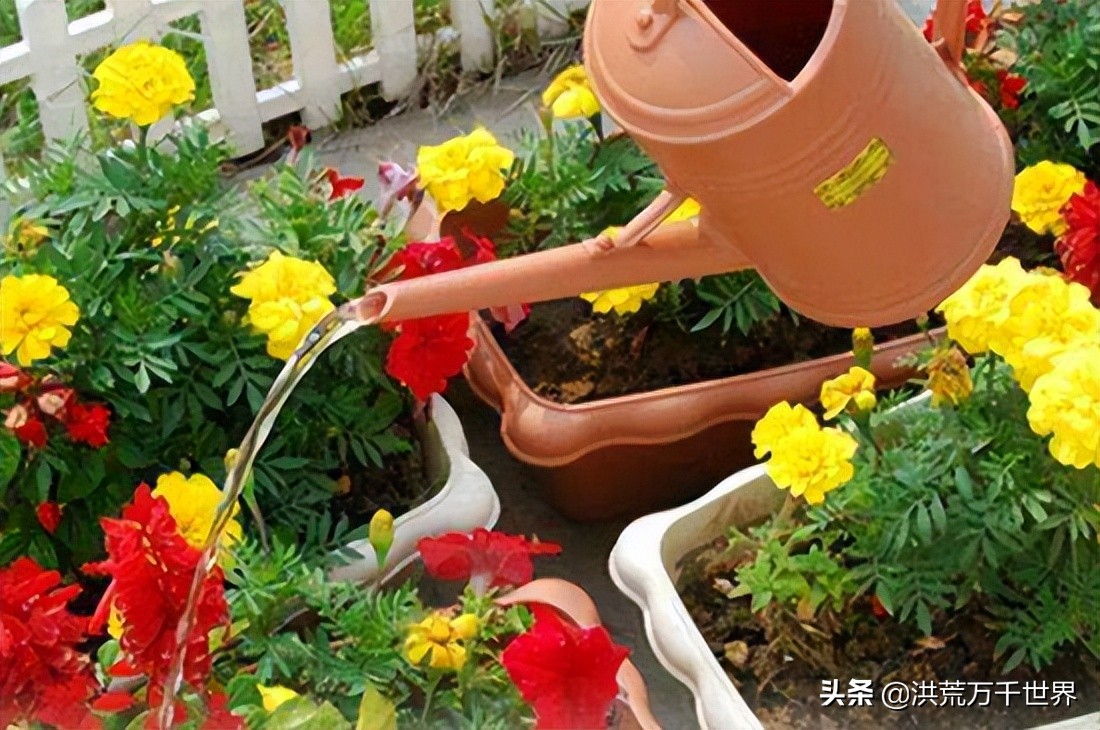 花有小黑虫怎么消灭最彻底,花上的小白虫怎么治小妙招