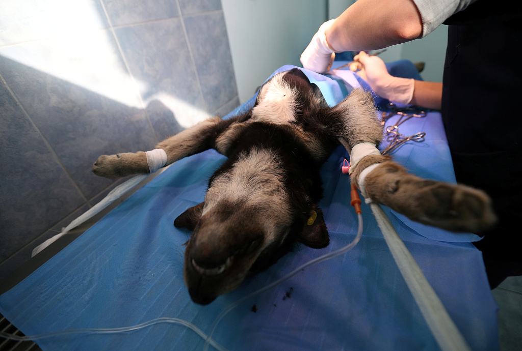 狗狗交配需要多长时间？可以将它们分开吗？