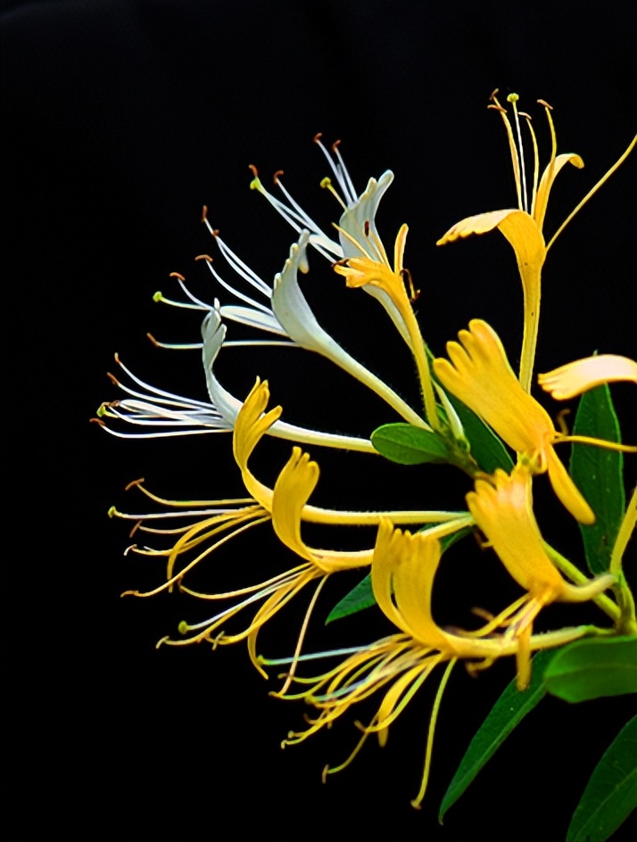 介绍家乡的金银花,家乡的金银花儿时回忆