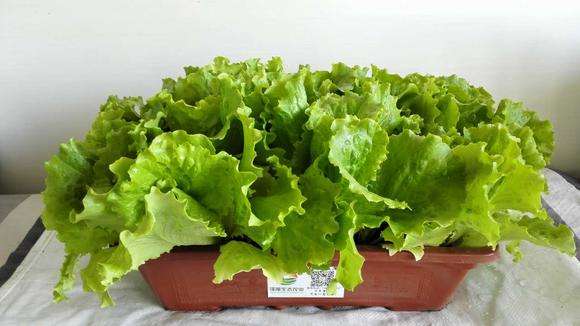 一年四季都能种绿叶菜有哪些,四五月份最适合种的绿叶菜有哪些