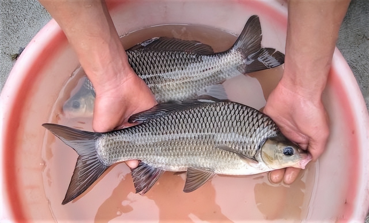 野外钓到9斤大鲤鱼要放生不,钓到红色鲤鱼要放生吗