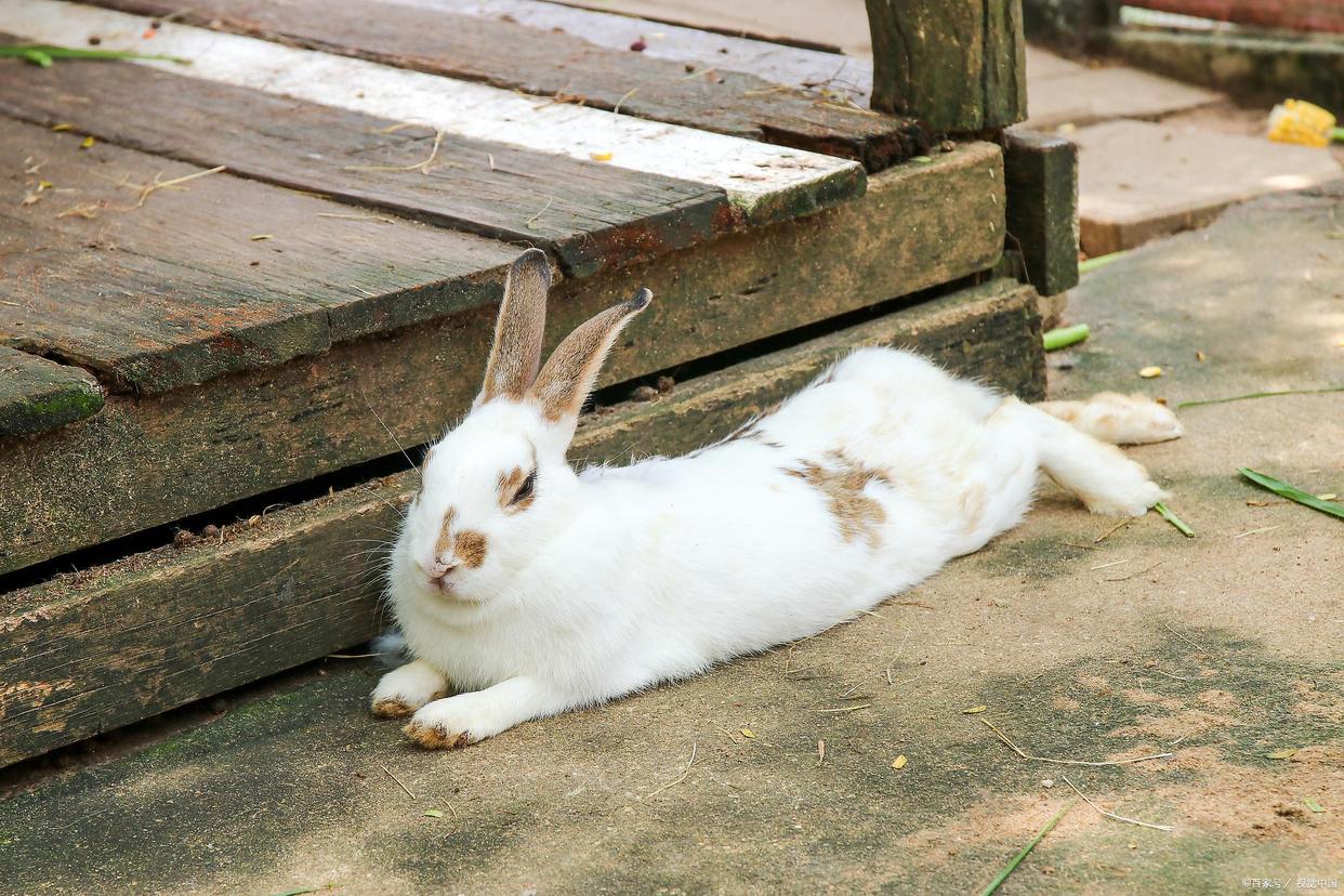 两个月大的兔兔要注意什么,怎么样的兔兔比较容易存活