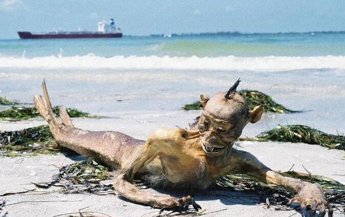 渔民一网捞1500多斤大黄鱼,渔民捞满一网鱼视频