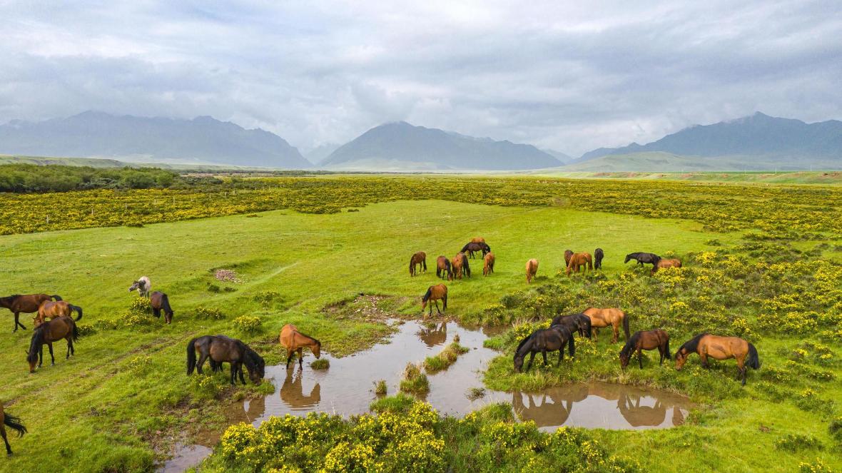 甘青大环线第5天:山丹军马场