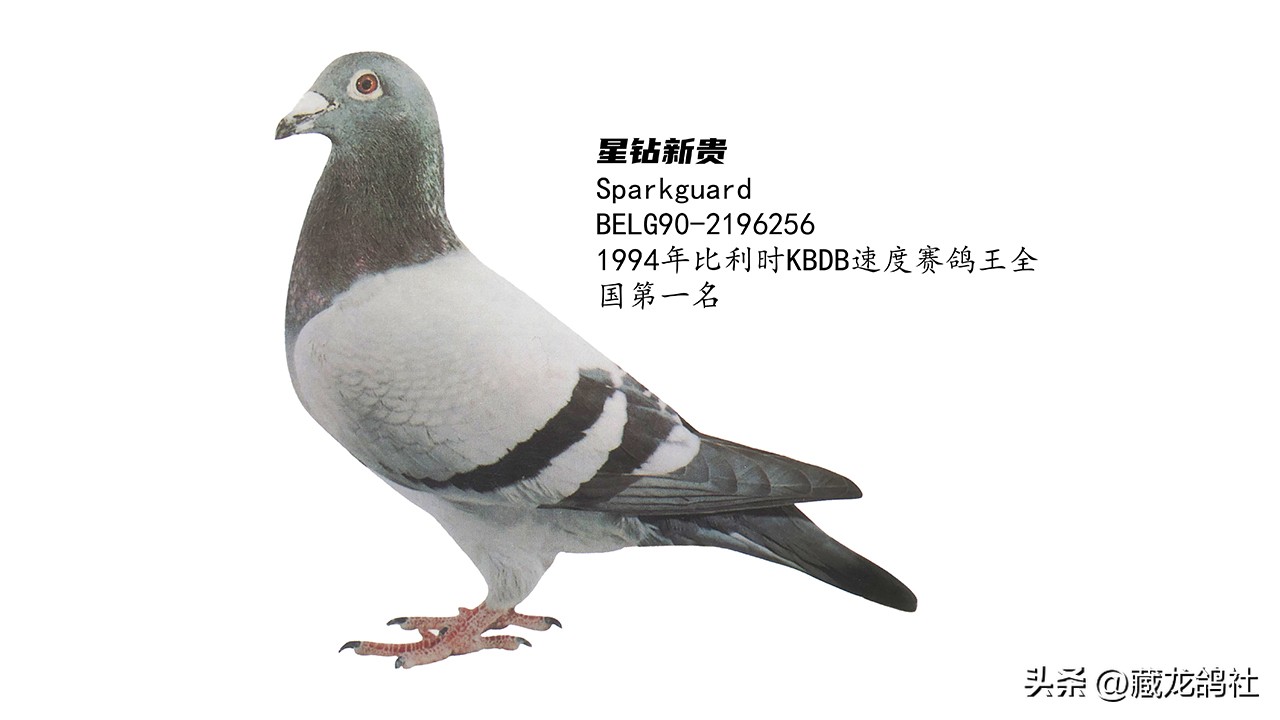 赛鸽的最新训练方法,赛鸽训放技巧和方法